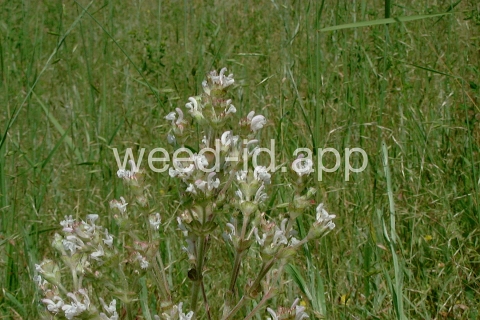 sage, Mediterranean